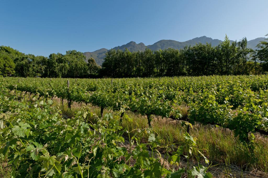 La Galiniere Guest Cottages Franschhoek Ngoại thất bức ảnh