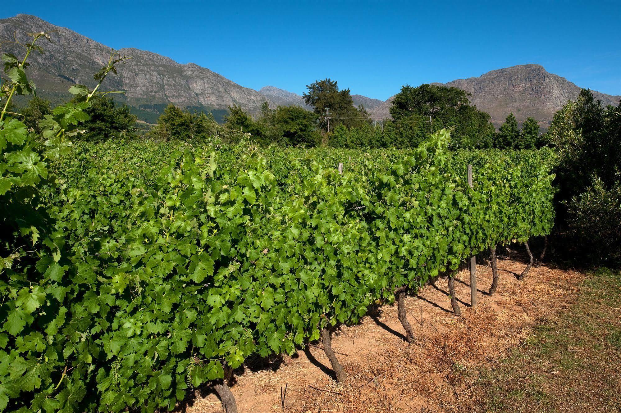La Galiniere Guest Cottages Franschhoek Ngoại thất bức ảnh